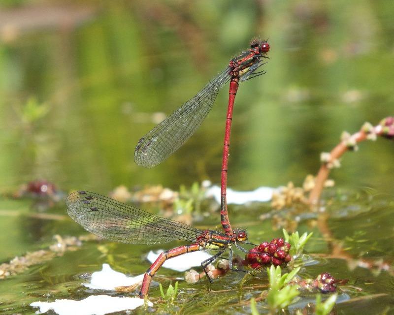 Milieux humides